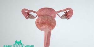 摄图网_401456974_3d人体器官卵巢模型（企业商用）.jpg