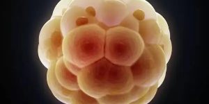 胚胎质量不太好移植能成功吗