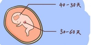 怎么通过胎心检测判断宝宝男女？胎心能看出男女吗？