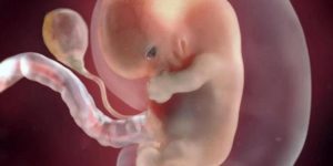 为什么优质鲜胚生出来的都是儿子？生男生女的决定因素有哪些？