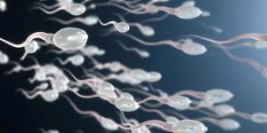 精子碎片率高做试管婴儿成功率高吗？“