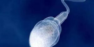 精子有多大活力能做试管？做试管如何调理精子？