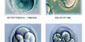 8细胞胚养囊成功率