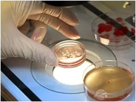 降调人工周期移植冻胚详细步骤