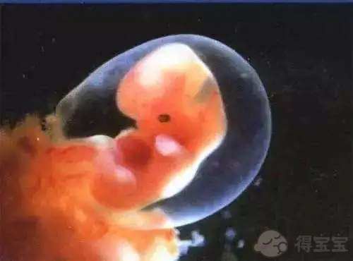 胚胎等级5bb什么意思 如何提高胚胎质量